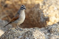Emberiza capensis